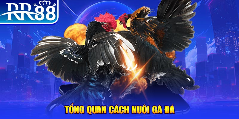 rr88vip VA Điện Tử