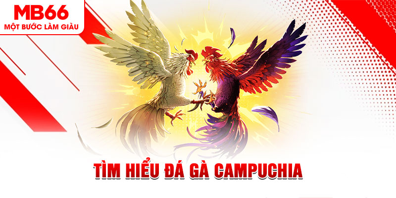 rr88vip đá gà trực tiếp