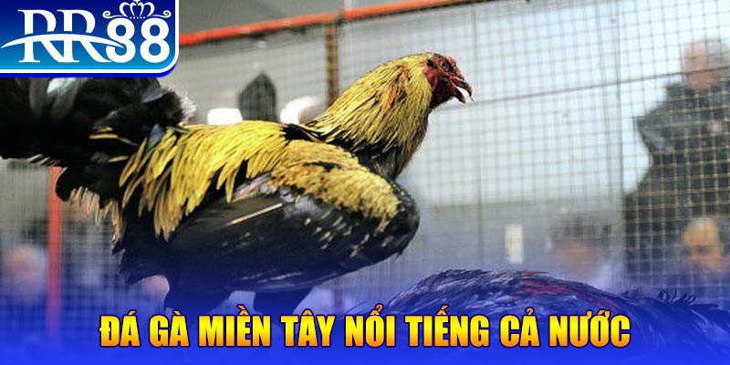 rr88vip JILI Game Bài 3d
